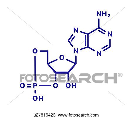 Stock Image - cAMP second messenger molecule, illustration. Fotosearch