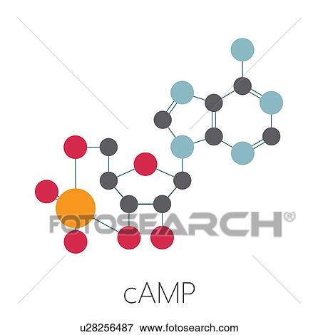 cAMP second messenger molecule, illustration View Large Photo Image Stock Photo - cAMP second messenger molecule, illustration. Fotosearch