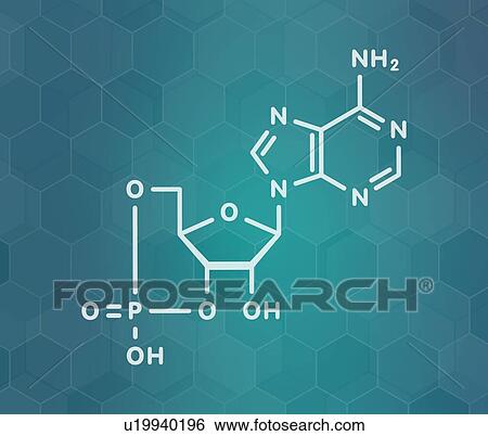cAMP second messenger molecule, illustration View Large Photo Image Stock Photograph - cAMP second messenger molecule, illustration. Fotosearch