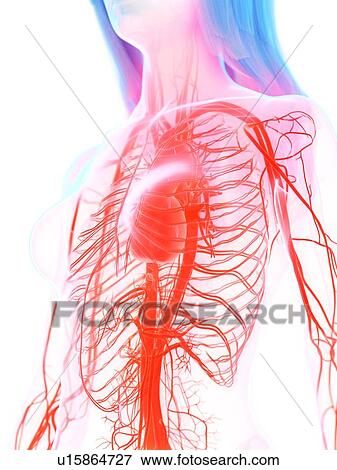 Stock Photo - Cardiovascular system, illustration. Fotosearch