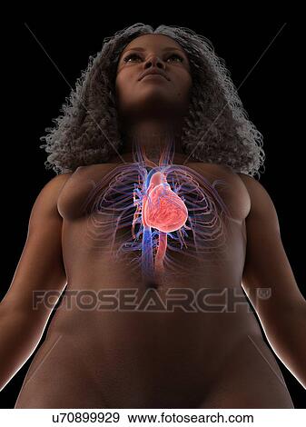 Stock Photo - Cardiovascular system, illustration. Fotosearch