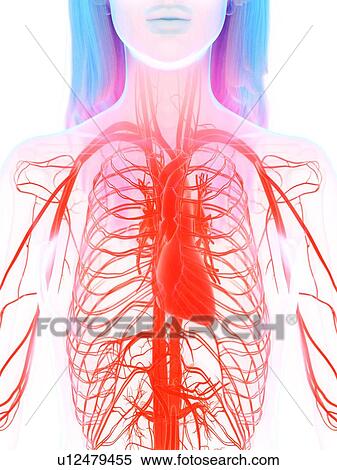 Stock Photography - Cardiovascular system, illustration. Fotosearch