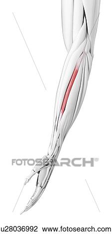 Carpi radialis brevis muscle, illustration View Large Photo Image Stock Image - Carpi radialis brevis muscle, illustration. Fotosearch