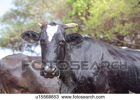 Cattle in field View Large Photo Image Stock Image - Cattle in field. Fotosearch
