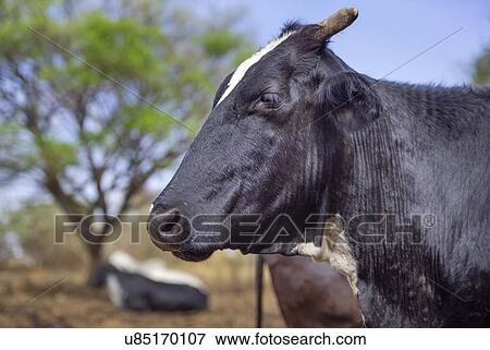Cattle in field View Large Photo Image Stock Photo - Cattle in field. Fotosearch
