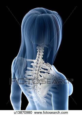 Stock Image - Cervical spine, illustration. Fotosearch