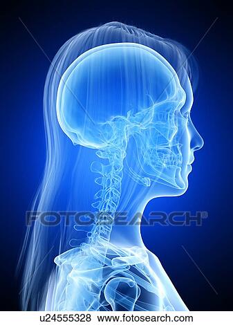 Stock Photo - Cervical spine, illustration. Fotosearch