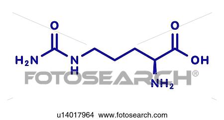 Citrulline amino acid molecule, illustration View Large Photo Image Picture - Citrulline amino acid molecule, illustration. Fotosearch