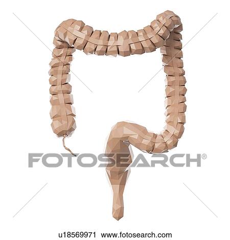 Stock Image - Colon, illustration. Fotosearch