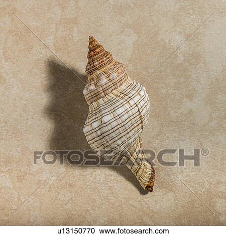 Conch seashell View Large Photo Image Stock Image - Conch seashell. Fotosearch