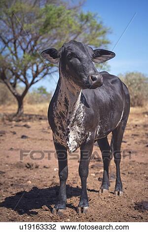Stock Image - Cow in field. Fotosearch