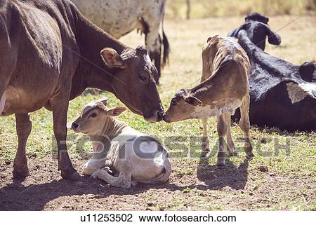 Stock Image - Cow with calves. Fotosearch