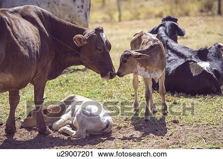 Cow with calves View Large Photo Image Stock Image - Cow with calves. Fotosearch