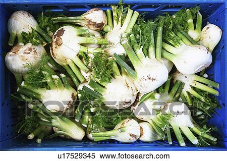 Crate of fennel View Large Photo Image Stock Photography - Crate of fennel. Fotosearch