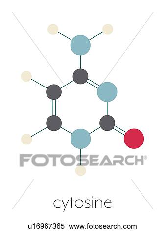 Stock Photography - Cytosine pyrimidine nucleobase component, illustration. Fotosearch