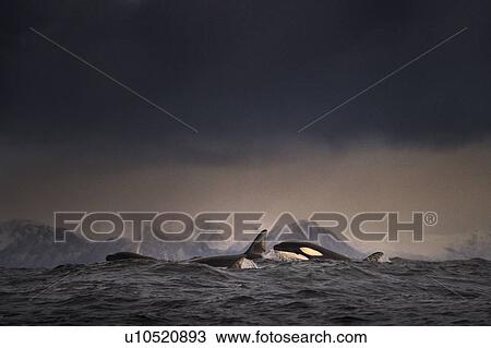 Stock Image - Dark overcast sky over waves, and a school of killer whales (orca) breaking the surface of the sea at Lofoten, Norway. Fotosearch
