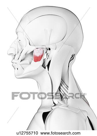 Stock Image - Deep masseter muscle, illustration. Fotosearch