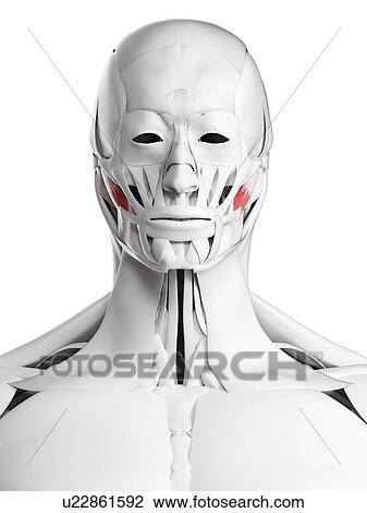 Stock Image - Deep masseter muscle, illustration. Fotosearch