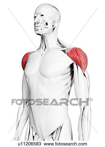 Stock Image - Deltoid muscle, illustration. Fotosearch
