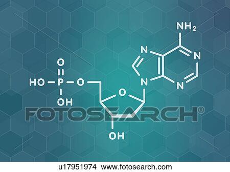 Picture - Deoxyadenosine monophosphate nucleotide molecule. Fotosearch