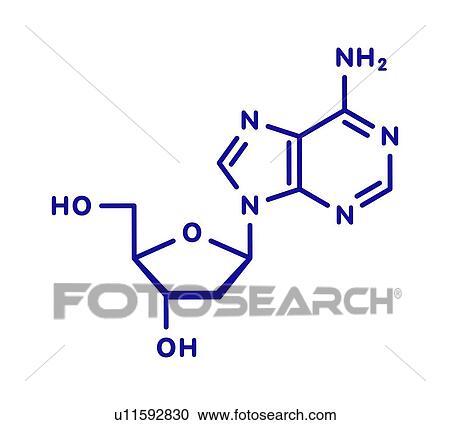 Deoxyadenosine nucleoside molecule, illustration View Large Photo Image Stock Image - Deoxyadenosine nucleoside molecule, illustration. Fotosearch