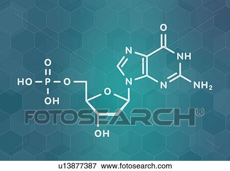 Stock Photo - Deoxyguanosine monophosphate nucleotide molecule. Fotosearch