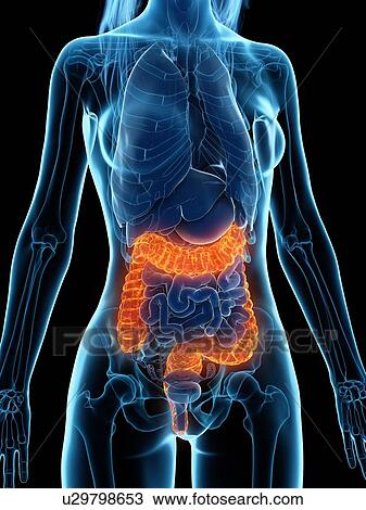 Diseased colon, illustration View Large Photo Image Stock Image - Diseased colon, illustration. Fotosearch