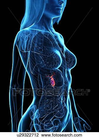 Diseased gallbladder, illustration View Large Photo Image Stock Image - Diseased gallbladder, illustration. Fotosearch