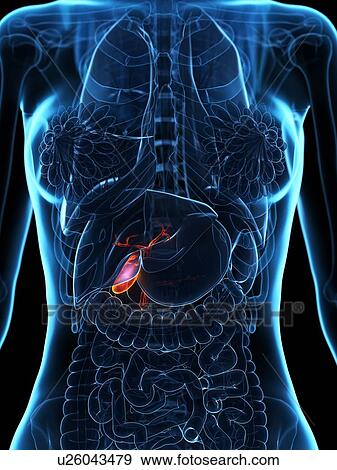 Stock Photo - Diseased gallbladder, illustration. Fotosearch