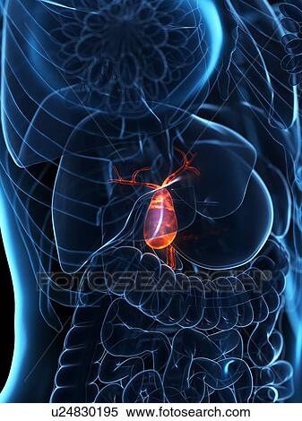 Diseased gallbladder, illustration View Large Photo Image Stock Photography - Diseased gallbladder, illustration. Fotosearch