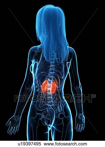 Diseased kidneys, conceptual illustration View Large Photo Image Stock Photography - Diseased kidneys, conceptual illustration. Fotosearch