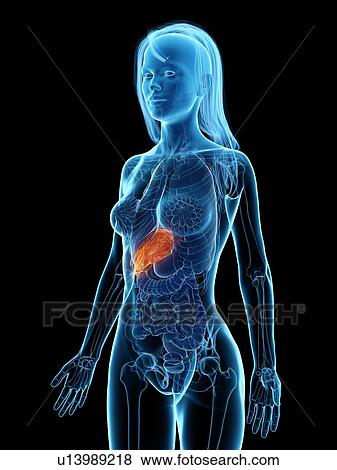 Stock Photo - Diseased liver, illustration. Fotosearch