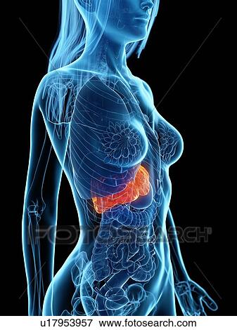 Stock Photo - Diseased liver, illustration. Fotosearch