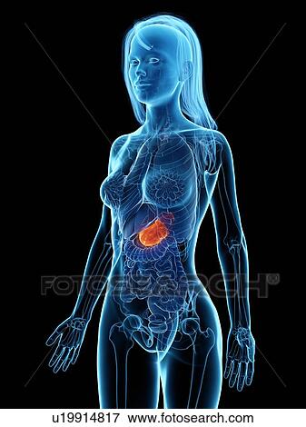 Diseased stomach, illustration View Large Photo Image Stock Photo - Diseased stomach, illustration. Fotosearch