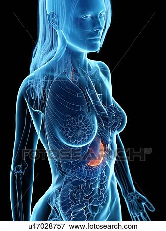 Diseased stomach, illustration View Large Photo Image Stock Photo - Diseased stomach, illustration. Fotosearch