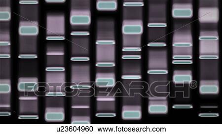Stock Image - DNA autoradiograph, illustration. Fotosearch