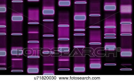 Stock Image - DNA autoradiograph, illustration. Fotosearch
