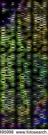 Stock Photo - DNA autoradiograph, illustration. Fotosearch