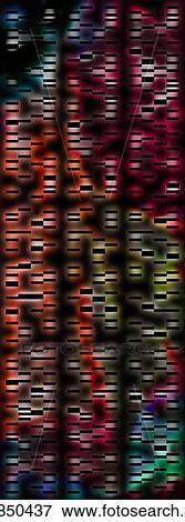 Stock Photo - DNA autoradiograph, illustration. Fotosearch
