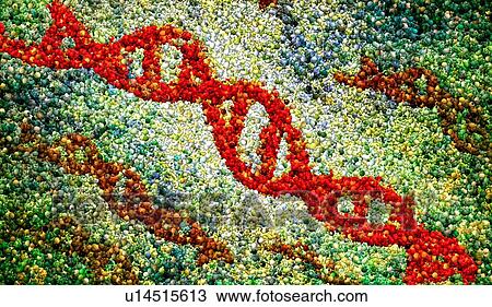 DNA, conceptual illustration View Large Photo Image Stock Image - DNA, conceptual illustration. Fotosearch
