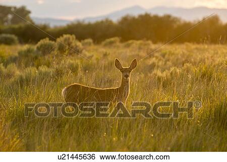 Doe in field at sunset in Picabo, Idaho, USA View Large Photo Image Stock Photograph - Doe in field at sunset in Picabo, Idaho, USA. Fotosearch