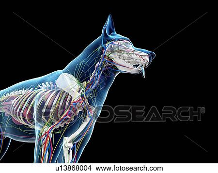 Picture - Dog anatomy, illustration. Fotosearch