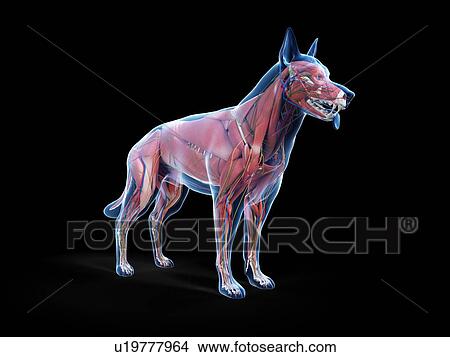 Dog anatomy, illustration View Large Photo Image Picture - Dog anatomy, illustration. Fotosearch