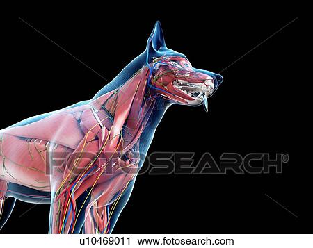 Dog anatomy, illustration View Large Photo Image Stock Image - Dog anatomy, illustration. Fotosearch