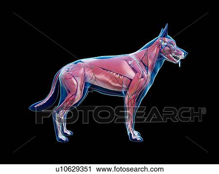 Dog anatomy, illustration View Large Photo Image Stock Image - Dog anatomy, illustration. Fotosearch