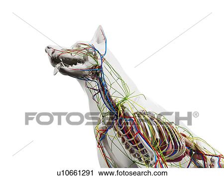 Stock Image - Dog anatomy, illustration. Fotosearch