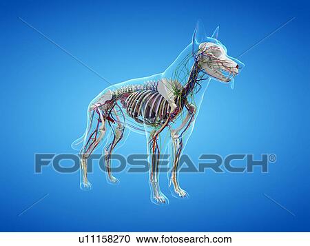 Stock Image - Dog anatomy, illustration. Fotosearch