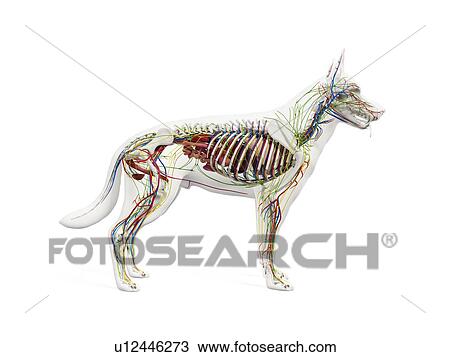 Stock Image - Dog anatomy, illustration. Fotosearch