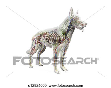 Stock Image - Dog anatomy, illustration. Fotosearch