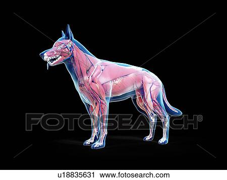 Stock Image - Dog anatomy, illustration. Fotosearch